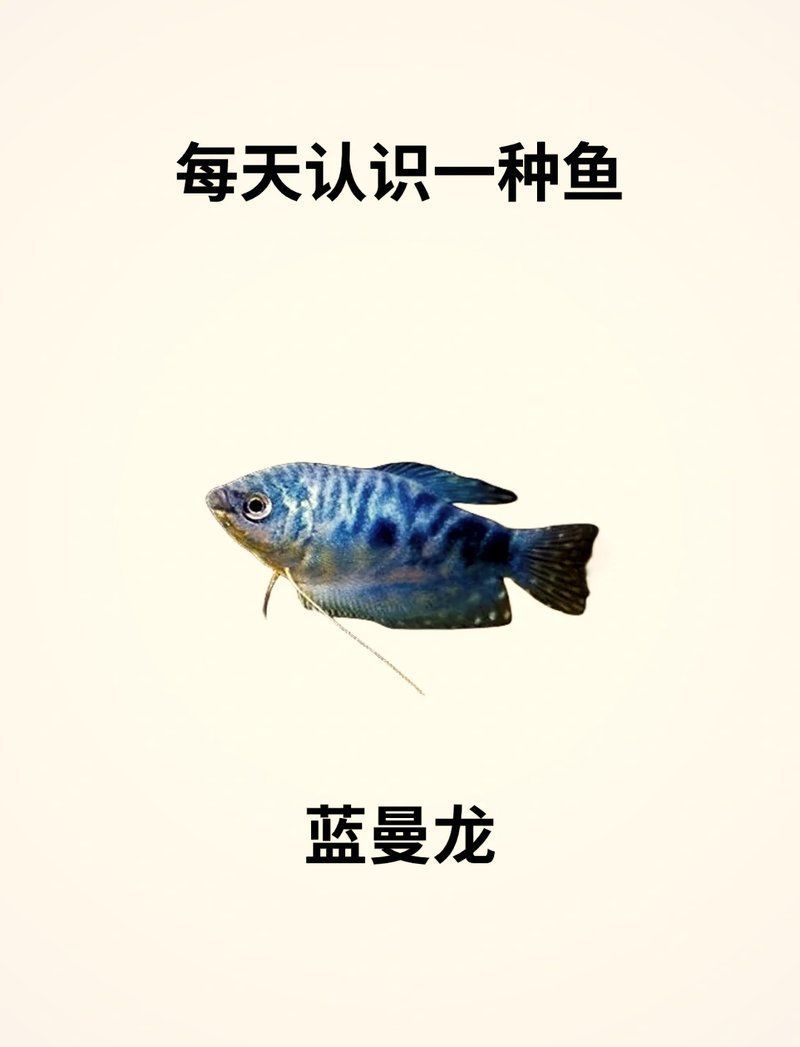 曼龍魚有哪些常見品種？，好看又好養的熱帶魚都有哪些