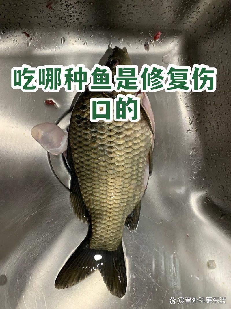哪些食物有助于魚傷口愈合，哪些食物可以促進傷口愈合