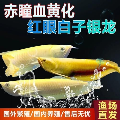 哪里可以買到白子黃化銀龍魚，白子黃化銀龍魚怎么樣？