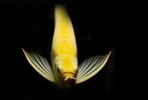 哪里可以買到白子黃化銀龍魚，白子黃化銀龍魚怎么樣？