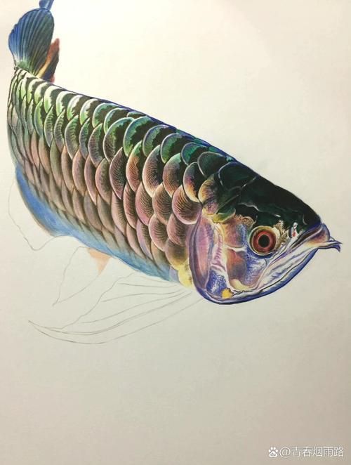 給我推薦一些高清的龍魚壁紙，高清龍魚壁紙推薦