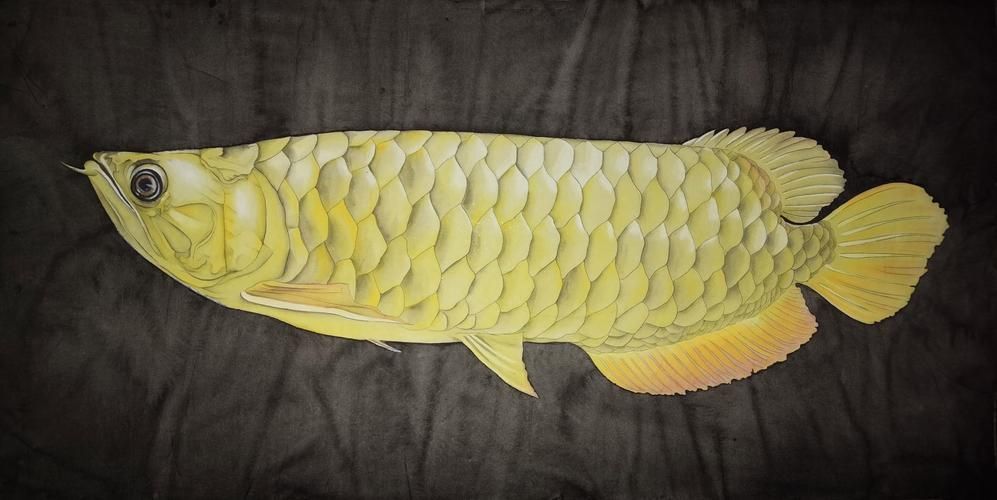 給我推薦一些高清的龍魚壁紙，高清龍魚壁紙推薦