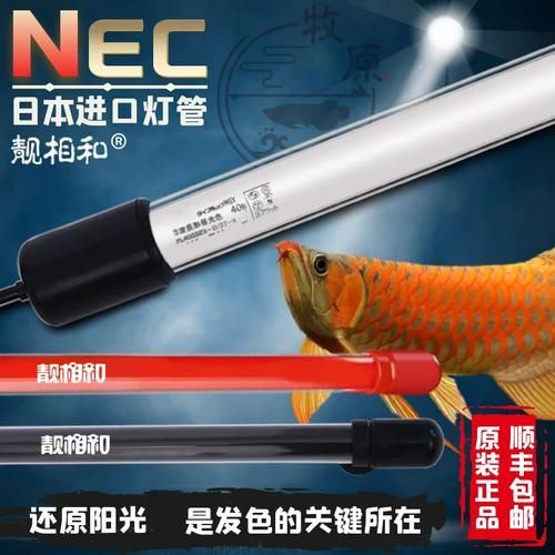 紅龍魚用什么品牌燈管，紅龍魚光照分階段攻略|養(yǎng)出好狀態(tài)