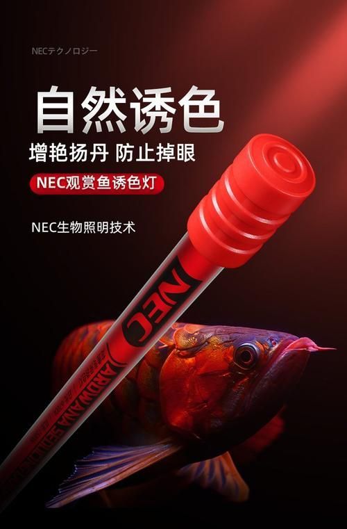 紅龍魚用什么品牌燈管，紅龍魚光照分階段攻略|養(yǎng)出好狀態(tài)