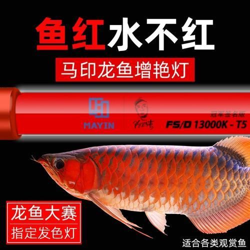 紅龍魚用什么品牌燈管，紅龍魚光照分階段攻略|養(yǎng)出好狀態(tài)