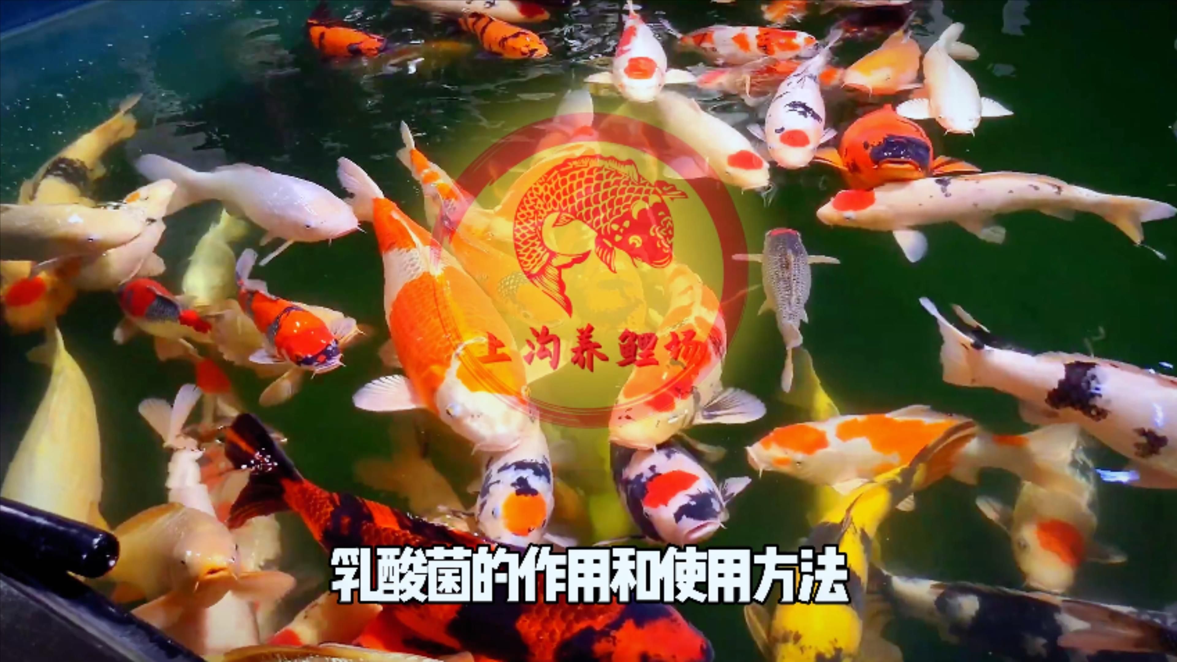 魚缸中乳酸菌的作用，乳酸菌在魚缸中的作用 魚缸中乳酸菌的作用，乳酸菌在魚缸中的作用 龍魚百科 第3張