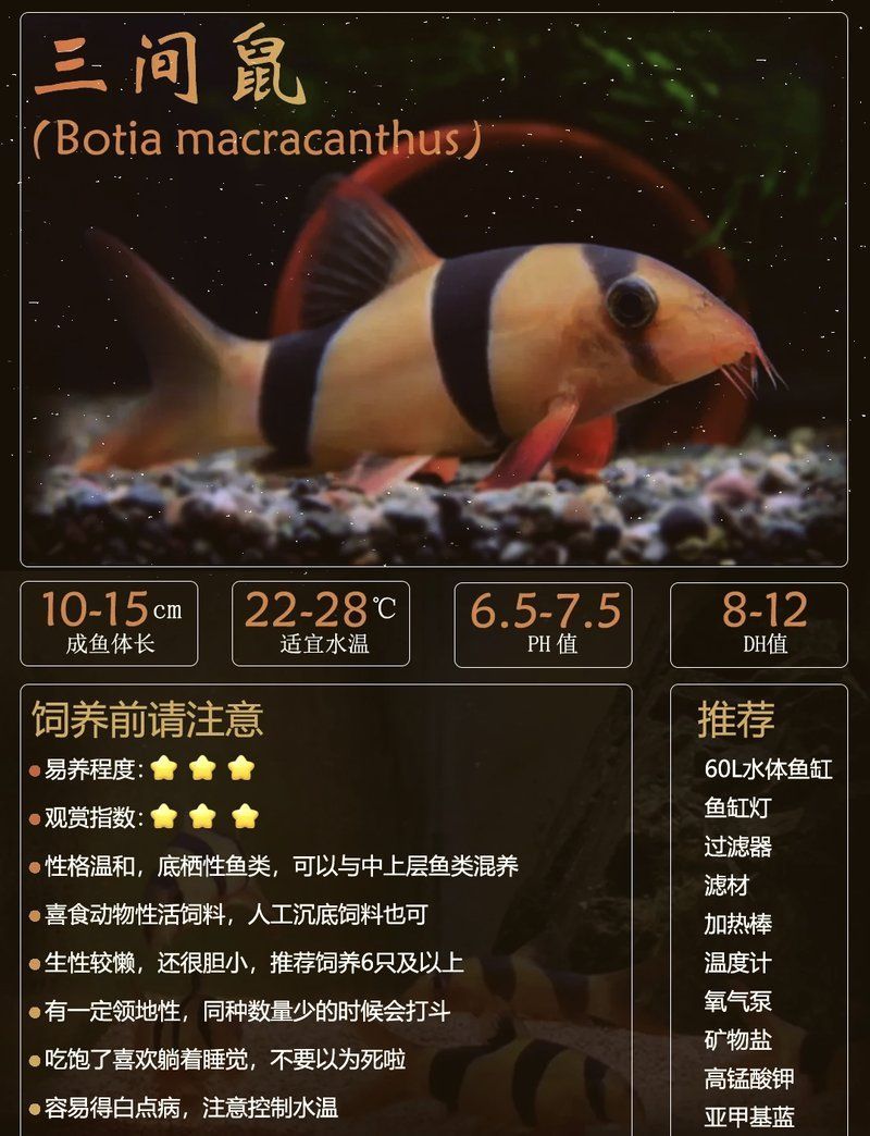 祥龍魚場是否有三間鼠魚，祥龍魚場是否存在三間鼠魚