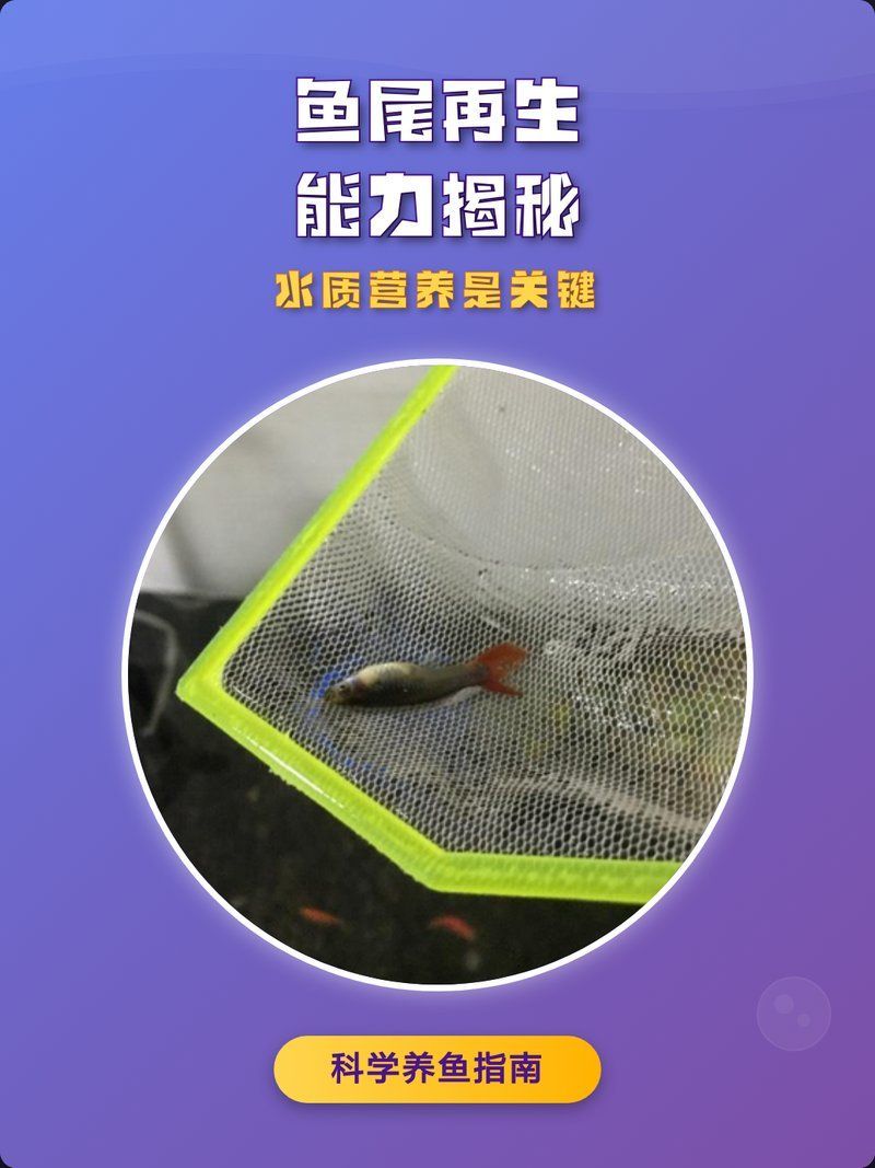 龍魚尾巴掉了多久會恢復？，魚尾巴掉落后，其恢復時間取決于多種因素，龍魚尾巴掉了會復發嗎