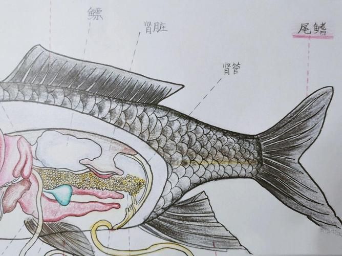 如何判斷魚是否感染寄生蟲，如何判斷魚是否感染寄生蟲——科學診斷指南