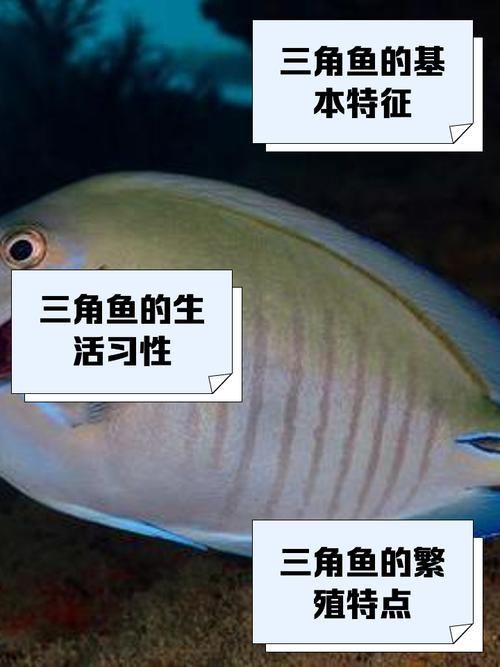 如何判斷三角恐龍魚是否適合養兩條?,三角恐龍魚(cichlasomatrimaculatumtrimaculatum) 龍魚百科 第5張 如何判斷三角恐龍魚是否適合養兩條?,三角恐龍魚(cichlasomatrimaculatumtrimaculatum) 如何判斷三角恐龍魚是否適合養兩條?,三角恐龍魚(cichlasomatrimaculatumtrimaculatum) 龍魚百科 第5張