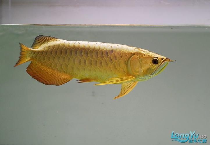 給我一些鑒別真假平涼龍魚的圖片，如何鑒別真假平涼龍魚？