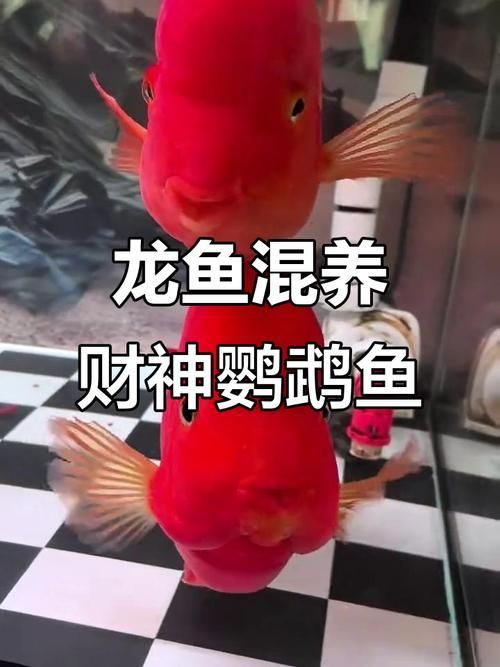 招財龍魚混養圖片示例，如何判斷招財龍魚是否健康