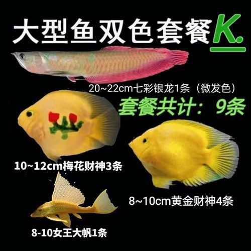 招財龍魚混養圖片示例，如何判斷招財龍魚是否健康