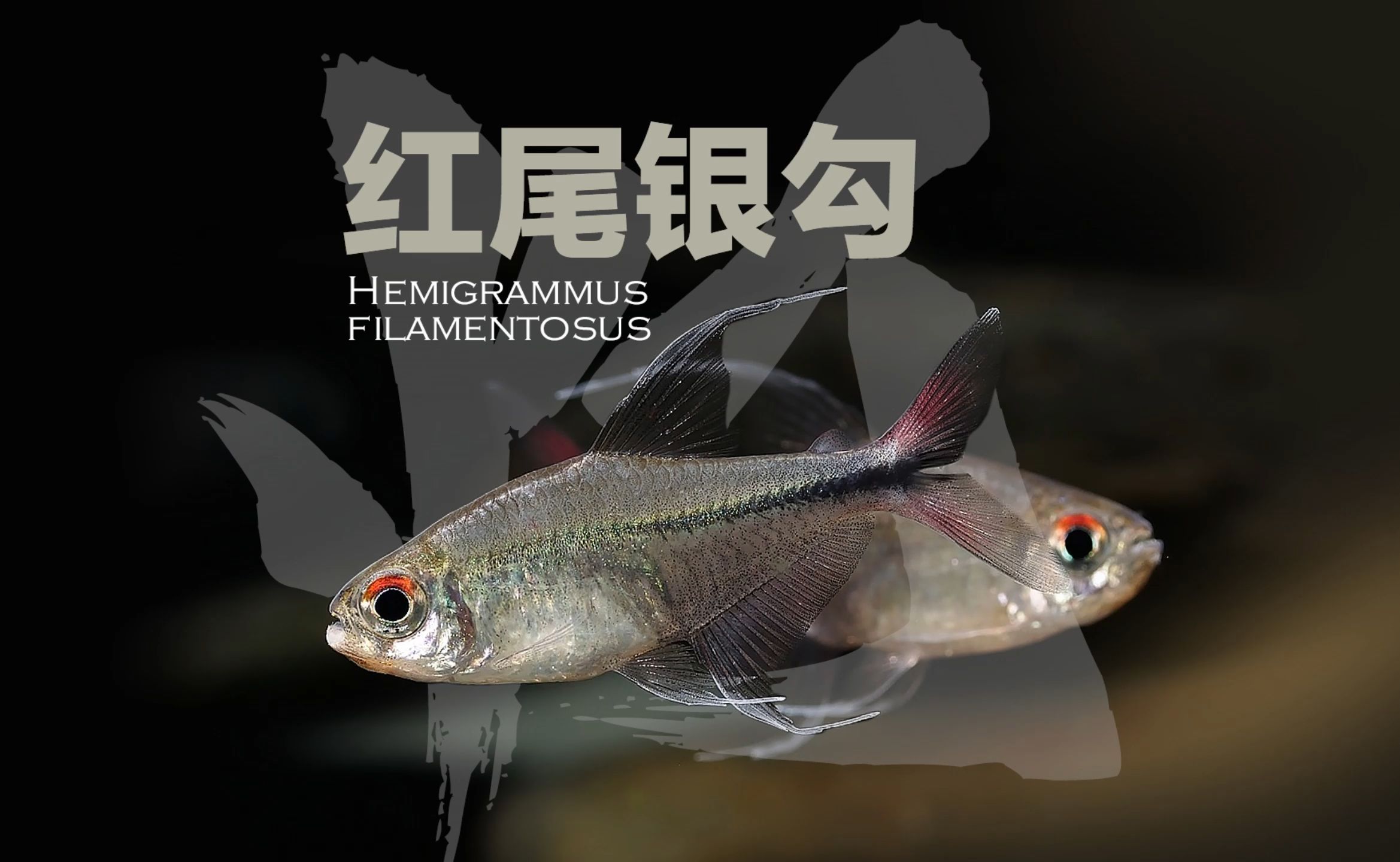 紅勾銀版魚，勾銀版魚色澤金黃，口感鮮嫩，是一道色香味俱佳的
