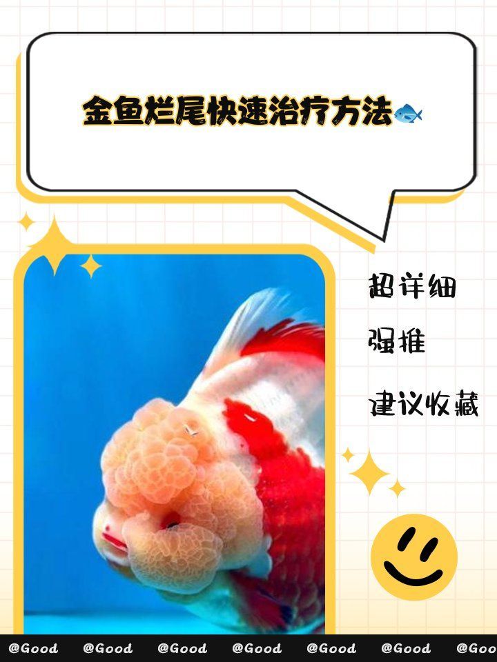 龍睛金魚爛尾病如何治療，治療龍睛金魚爛尾病的方法