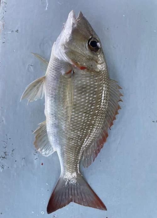 釣魚島附近有哪些特有魚類，釣魚島附近有哪些魚類？