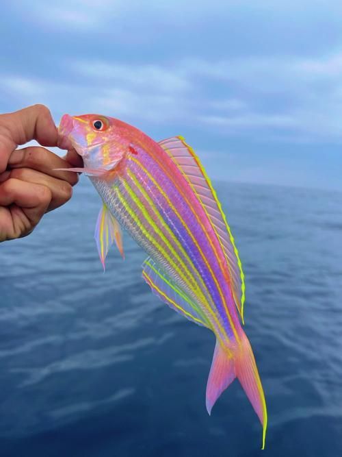 釣魚島附近有哪些特有魚類，釣魚島附近有哪些魚類？