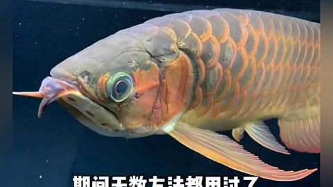 有沒有龍魚水霉病的治療案例，如何治療龍魚水霉病