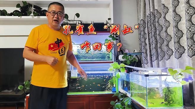 魚缸中魚上下游是正?，F象嗎？，如何判斷魚缸中的魚是否健康？