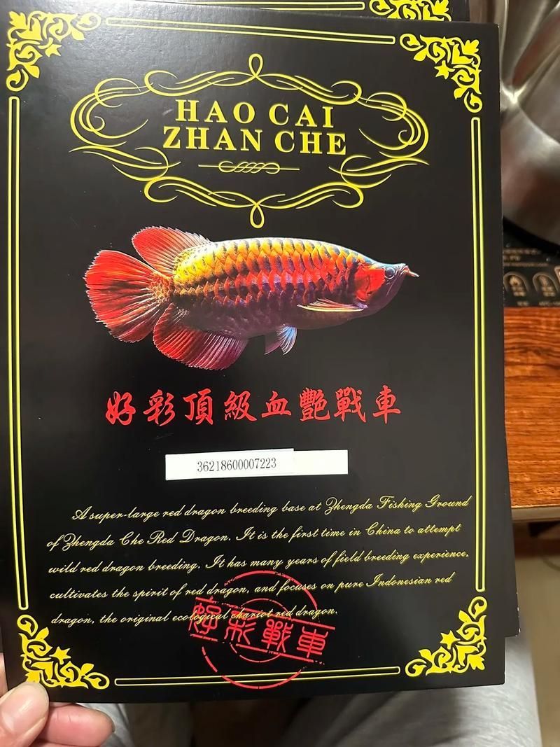紅龍魚血統證書如何辨別真偽，如何辨別紅龍魚血統證書真偽