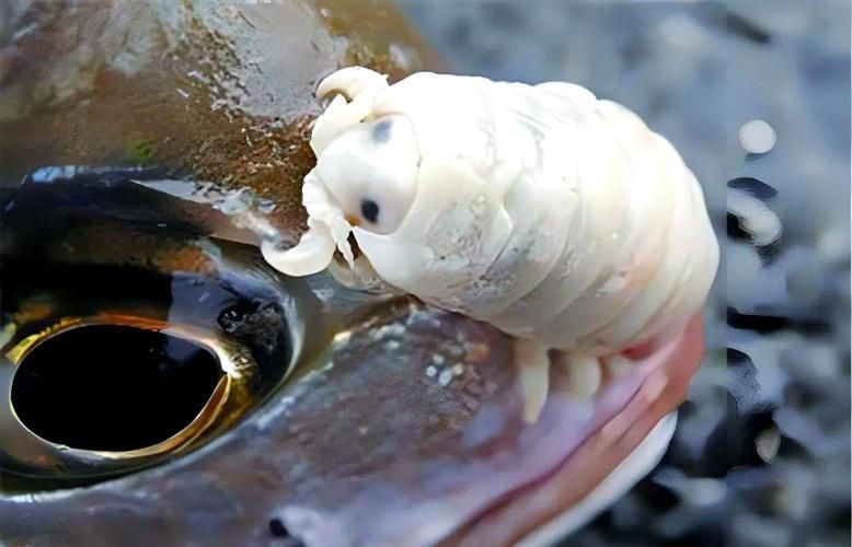 給我一些關于魚虱寄生蟲的圖片或視頻，如何判斷魚缸是否感染了魚虱