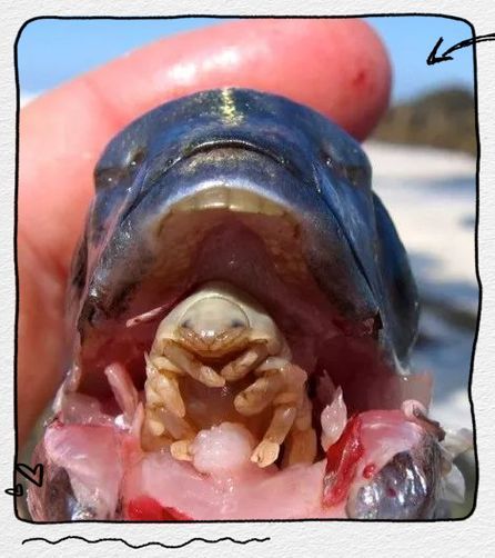 給我一些關于魚虱寄生蟲的圖片或視頻，如何判斷魚缸是否感染了魚虱