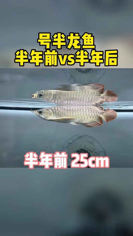 號(hào)半龍魚最明顯的分辨，號(hào)半龍魚的鑒別 號(hào)半龍魚最明顯的分辨，號(hào)半龍魚的鑒別 龍魚百科 第2張