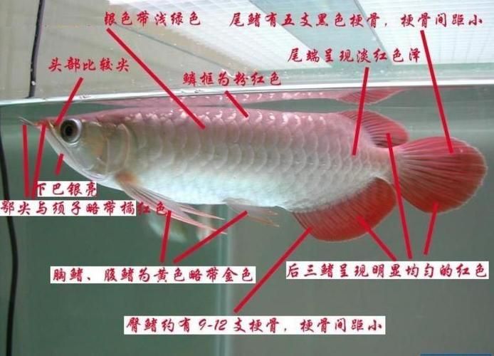 號(hào)半龍魚最明顯的分辨，號(hào)半龍魚的鑒別 號(hào)半龍魚最明顯的分辨，號(hào)半龍魚的鑒別 龍魚百科 第1張
