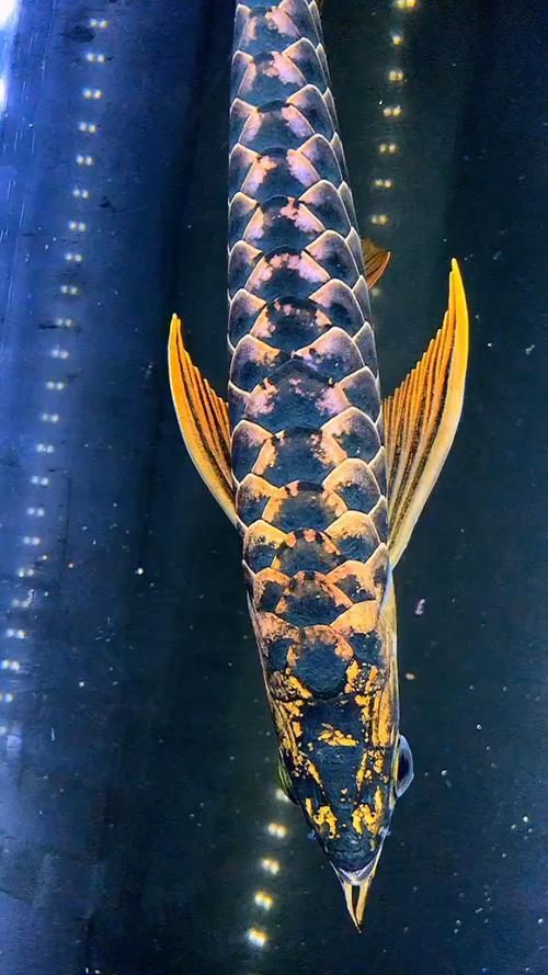 給我一些區分黑曜石龍魚和真龍魚的圖片，如何區分黑曜石龍魚和真龍魚？ 給我一些區分黑曜石龍魚和真龍魚的圖片，如何區分黑曜石龍魚和真龍魚？ 龍魚百科 第2張