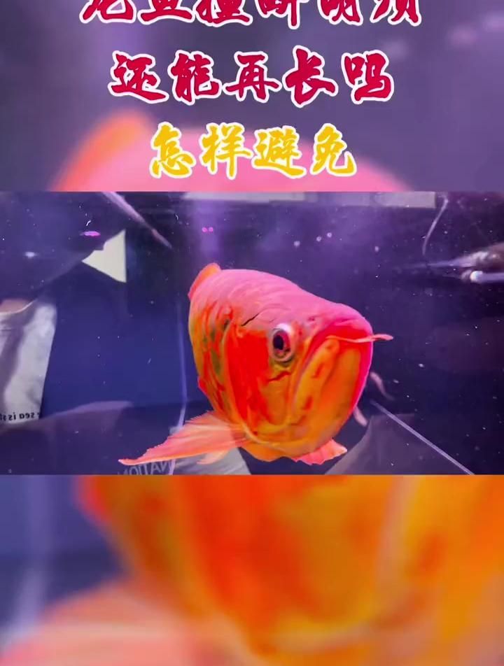 斷了的龍魚胡須會自己長出來嗎？，斷了的龍魚胡須會自己長出來嗎