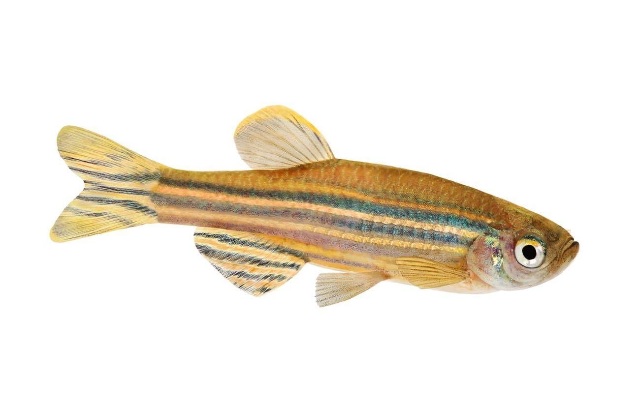 哪些魚(yú)有較強(qiáng)的自愈能力，哪些魚(yú)有自愈能力