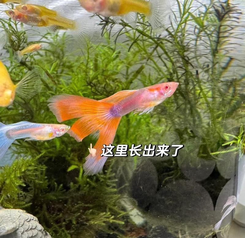 哪些魚(yú)有較強(qiáng)的自愈能力，哪些魚(yú)有自愈能力