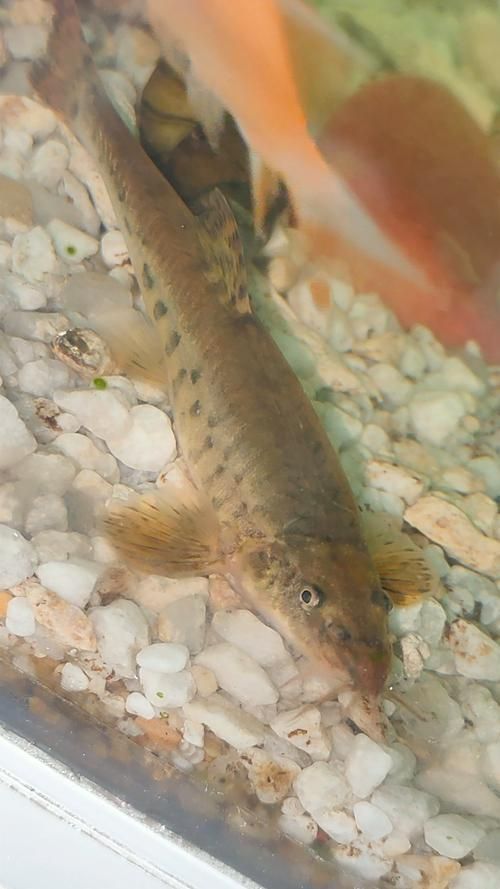甘南州龍魚的養殖技術有哪些？，南州龍魚的養殖技術