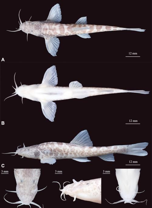甘南州龍魚的養殖技術有哪些？，南州龍魚的養殖技術