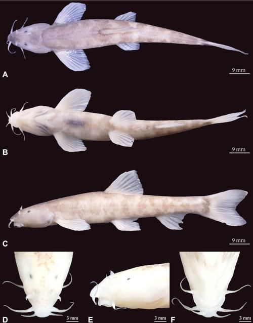 甘南州龍魚的養殖技術有哪些？，南州龍魚的養殖技術