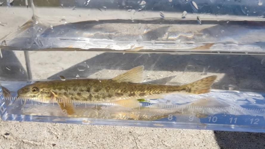 甘南州龍魚的養殖技術有哪些？，南州龍魚的養殖技術