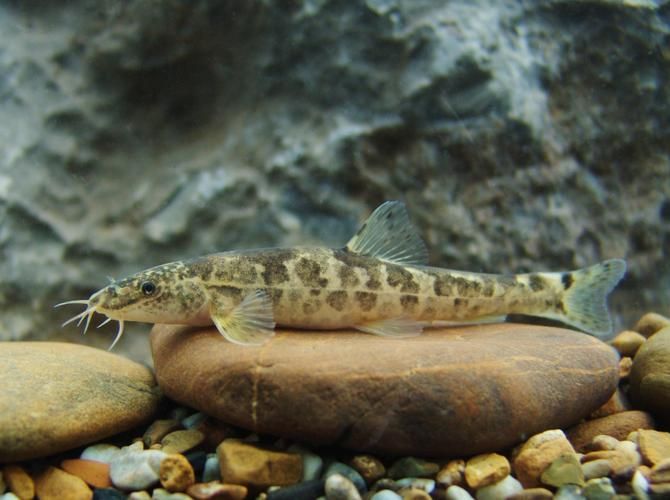 甘南州龍魚的養殖技術有哪些？，南州龍魚的養殖技術