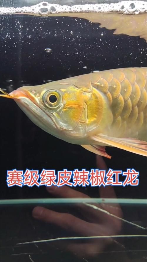頂級紅龍魚有哪些名貴品種