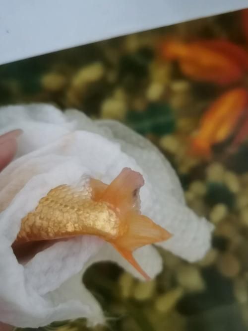 如何判斷金魚是否患有爛尾病，關(guān)于金魚爛尾病的診斷