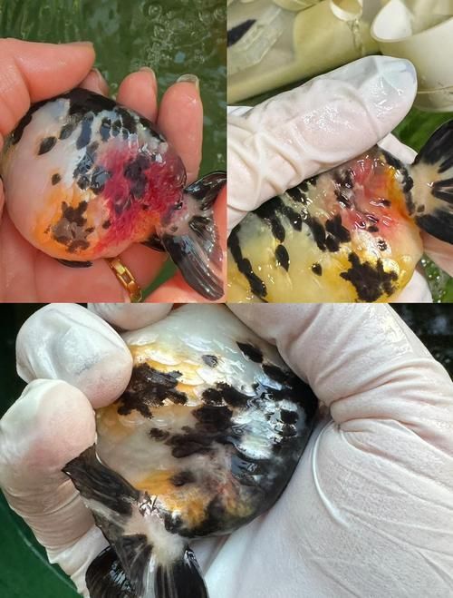 如何判斷金魚是否患有爛尾病，關(guān)于金魚爛尾病的診斷