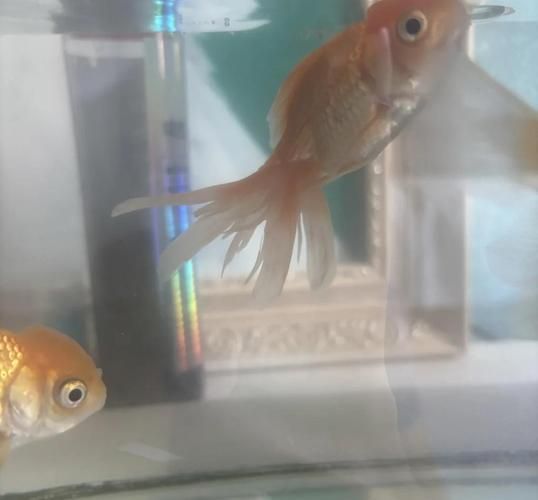 如何判斷金魚是否患有爛尾病，關(guān)于金魚爛尾病的診斷