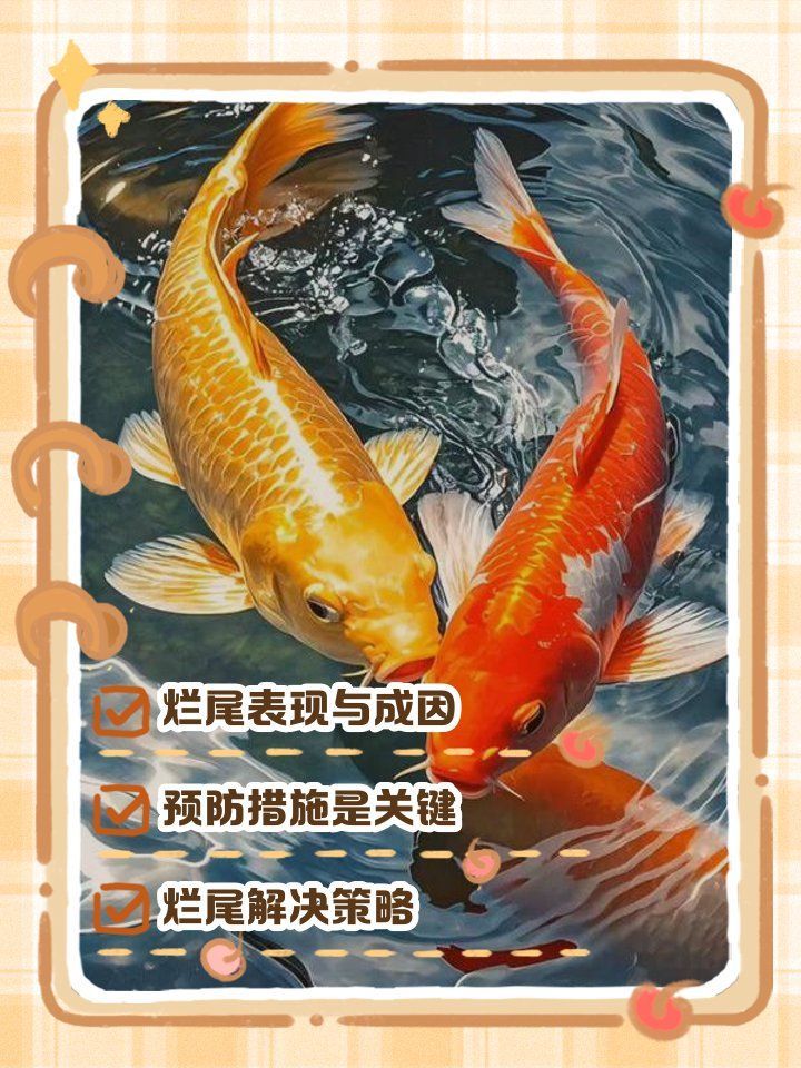 錦鯉魚爛尾病有哪些治療方法，錦鯉爛尾病多久能治愈錦鯉魚爛尾病多久能治愈
