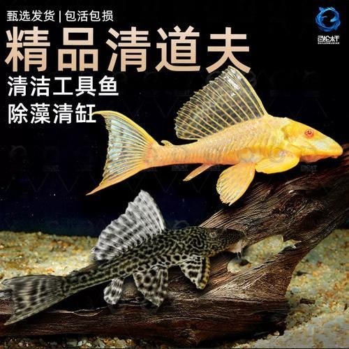 還有哪些恐龍魚品種價格昂貴？，恐龍魚的價格一般多少？ 還有哪些恐龍魚品種價格昂貴？，恐龍魚的價格一般多少？ 龍魚百科 第8張