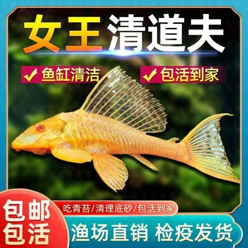 還有哪些恐龍魚品種價格昂貴？，恐龍魚的價格一般多少？ 還有哪些恐龍魚品種價格昂貴？，恐龍魚的價格一般多少？ 龍魚百科 第10張
