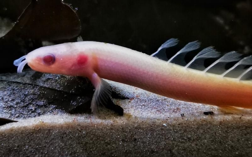 還有哪些恐龍魚品種價格昂貴？，恐龍魚的價格一般多少？ 還有哪些恐龍魚品種價格昂貴？，恐龍魚的價格一般多少？ 龍魚百科 第5張
