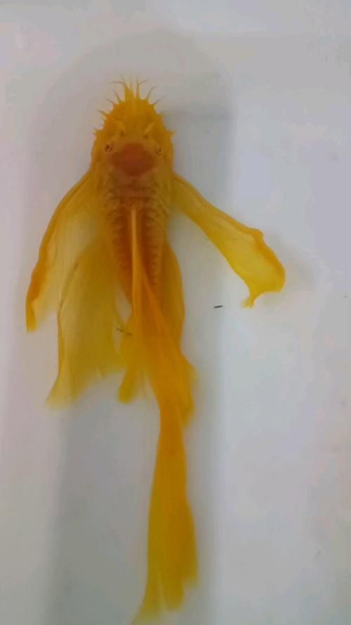 還有哪些恐龍魚品種價格昂貴？，恐龍魚的價格一般多少？ 還有哪些恐龍魚品種價格昂貴？，恐龍魚的價格一般多少？ 龍魚百科 第6張