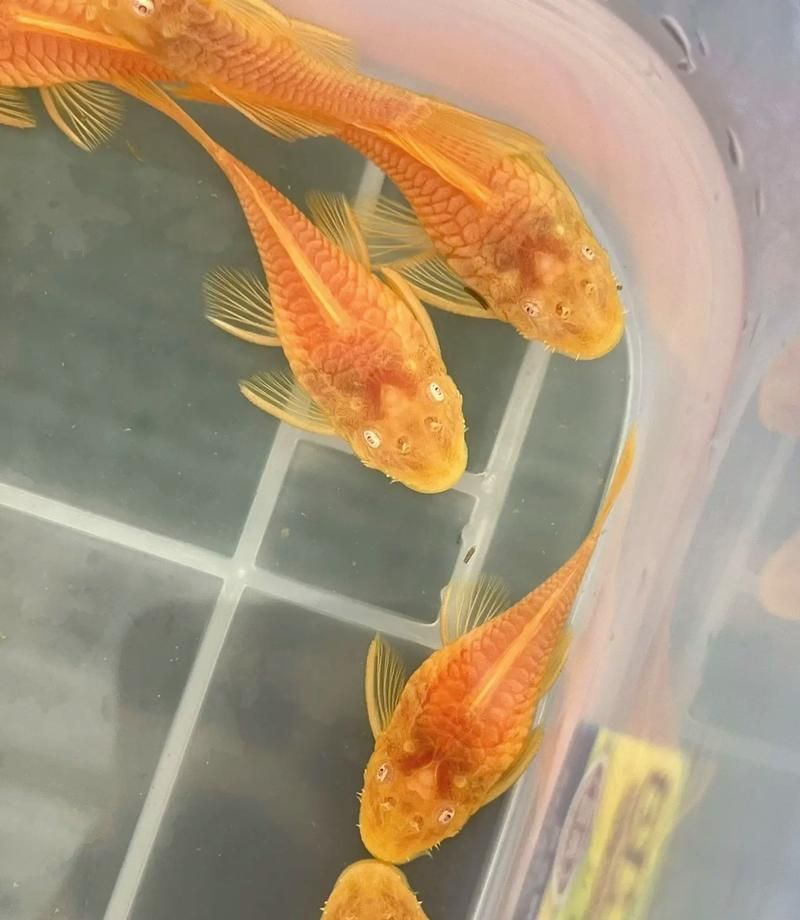 還有哪些恐龍魚品種價格昂貴？，恐龍魚的價格一般多少？ 還有哪些恐龍魚品種價格昂貴？，恐龍魚的價格一般多少？ 龍魚百科 第7張
