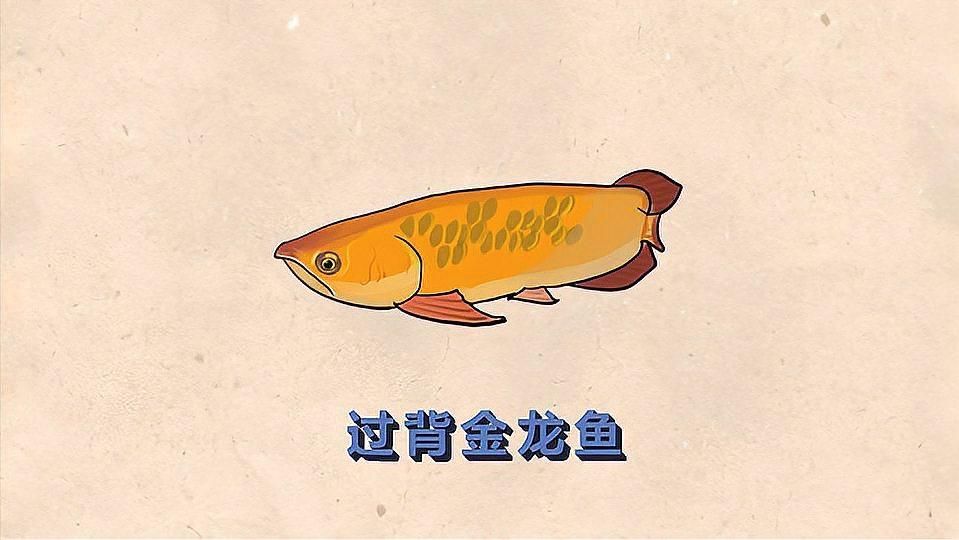 如何判斷金頭過背金龍魚的血統(tǒng)，一條金頭過背金龍魚的血統(tǒng)決定金頭過背金龍魚的價值