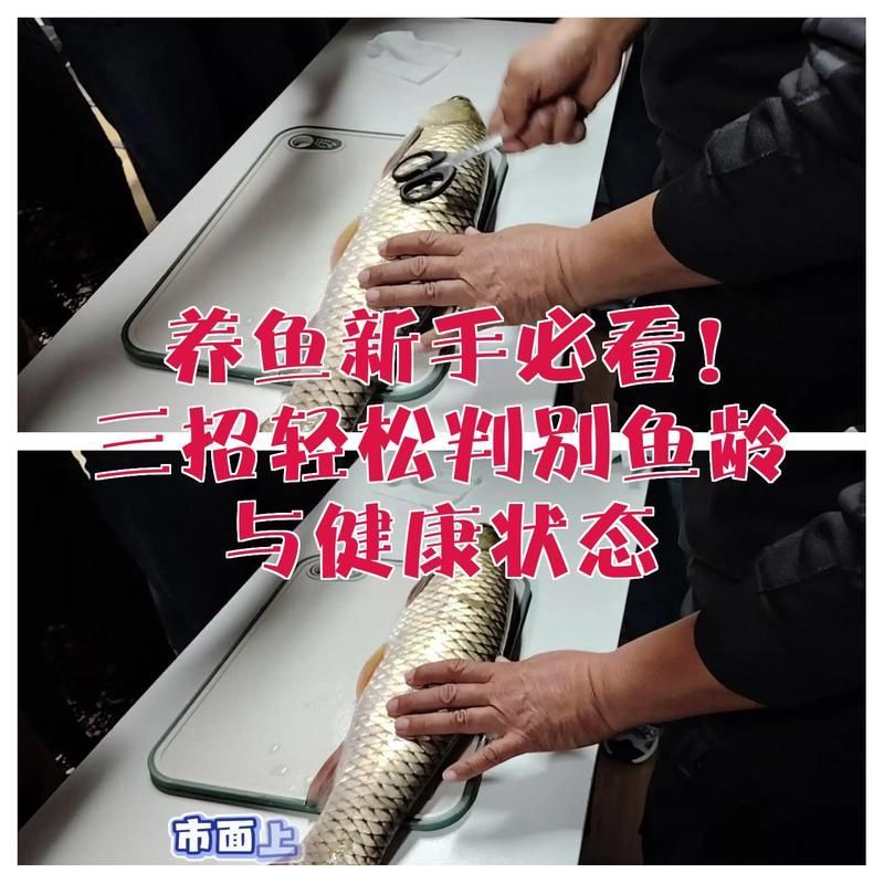 如何判斷錦鯉的年齡，如何判斷錦鯉年齡與體長有何關系，三招輕松判斷錦鯉年齡