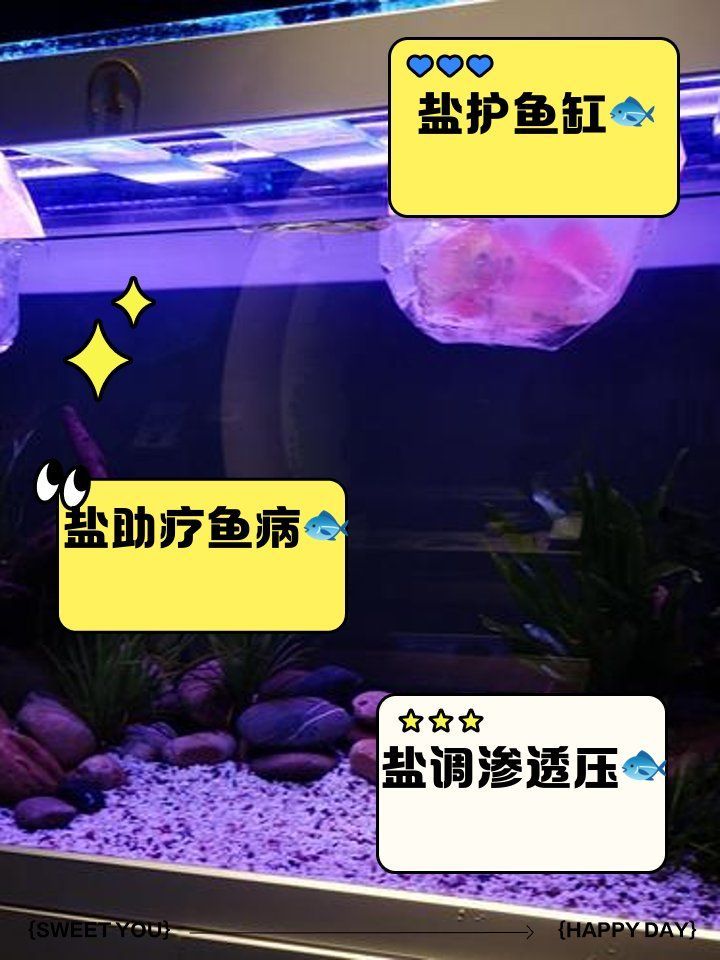 魚爛尾加鹽后多久見效，如何判斷魚爛尾是否好轉